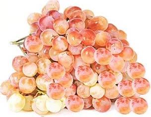 ВИНОГРАД ТАЙФИ/ВЕС