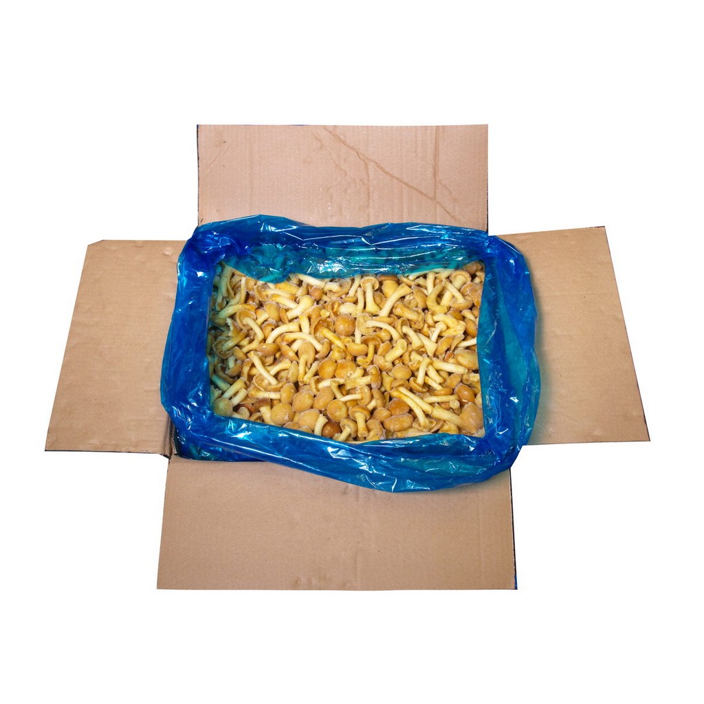 ГРИБЫ ОПЯТА ЗАМ /ВЕС