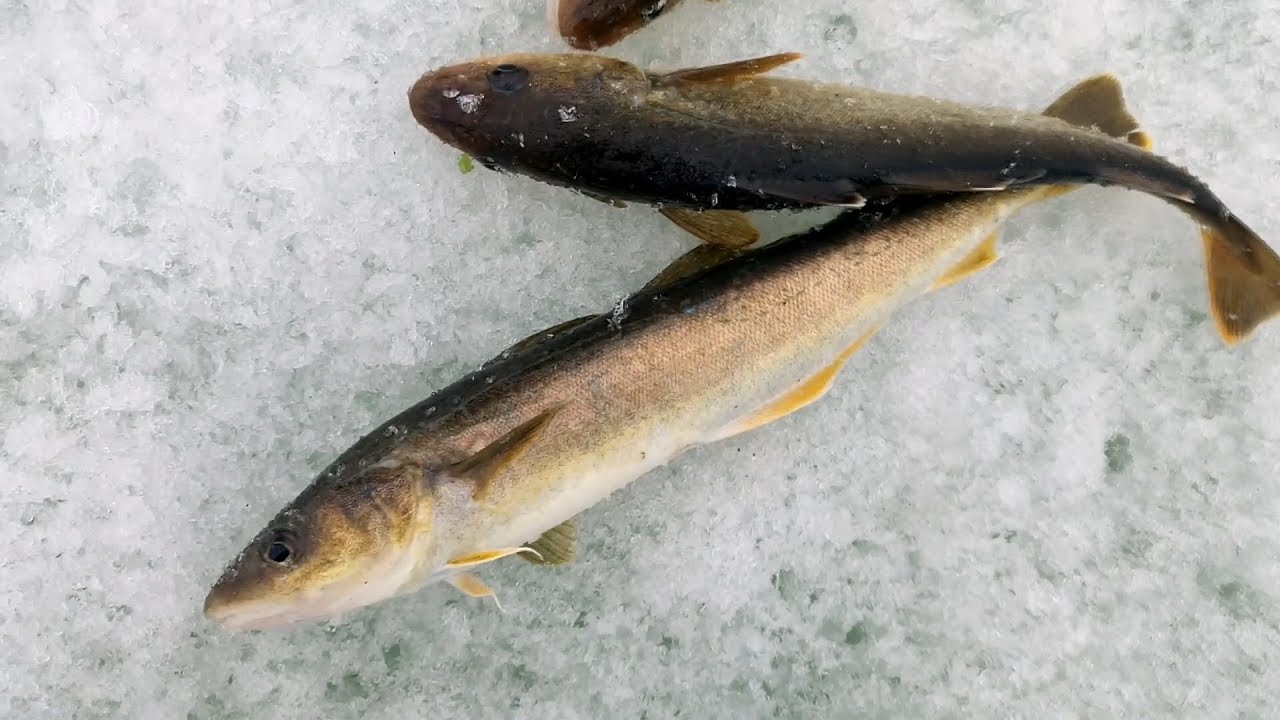 РЫБА НАВАГА  С/М /ВЕС РЫБА НАВАГА  С/М /ВЕС