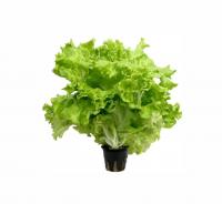 САЛАТ ЛИСТОВОЙ В  ГОРШОЧКЕ /ШТ РОССИЯ