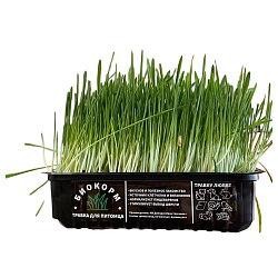 ТРАВА ДЛЯ КОШЕК