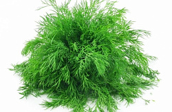 УКРОП СВЕЖИЙ /ВЕС