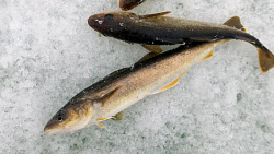 РЫБА НАВАГА  С/М /ВЕС