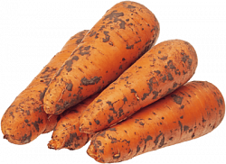 МОРКОВЬ /ВЕС МОРКОВЬ /ВЕС