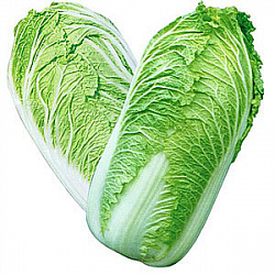 КАПУСТА ПЕКИНСКАЯ РОССИЯ