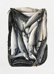 РЫБА СКУМБРИЯ НР С/М 300-600ГР /ВЕС