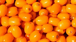 ОБЛЕПИХА ЗАМ /ВЕС